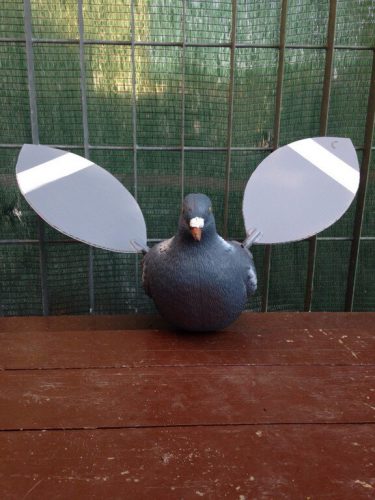 Colombaccio ali a V /